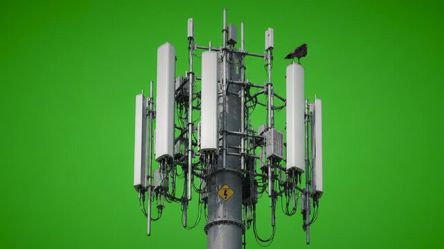 Raven on cell tower green screen