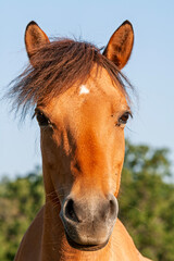 Pferde (Equus) auf einer Wiese © AnnaReinert