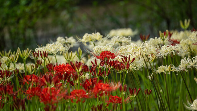Red and White Spider Lilies Blooming Together