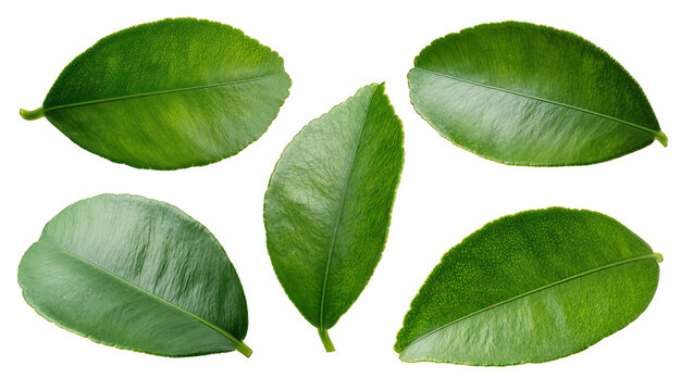 Isolated fresh vibrant green kaffir lime leaves group for culinary ingredients and aroma