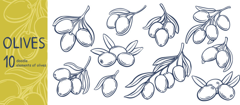 Olive doodle set with fruit clusters, leafy branches and hand drawn botanical outlines. Menu, packaging and Mediterranean branding use an olive doodle set, vector illustration.