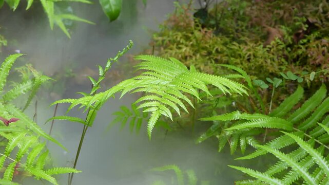 Fern leaves with fog, nature scenery
