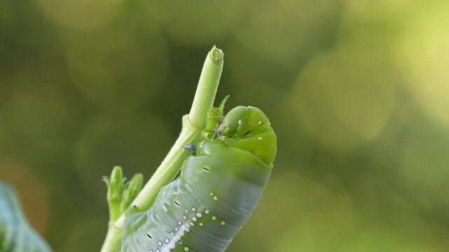 macro focus of oleander hawk moth caterpillar cleaning its face after eating, macro focus