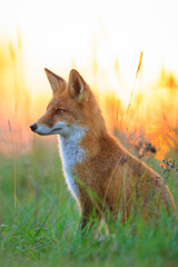 Fototapeta premium Wild red fox vulpes vulpes during sunset