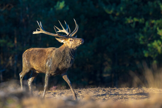 Male red deer, cervus elaphus, rutting during sunset