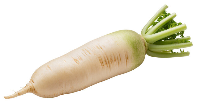 Isolated fresh whole daikon radish with vibrant green leafy top, delicious healthy vegetable