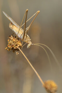 Tylopsis lilifolia, lily bush-cricket, resting in vegetation