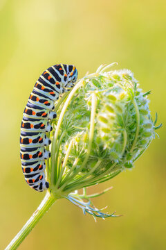 Caterpillar of a Old World swallowtail also common yellow swallowtail butterfly, Papilio machaon, feeding