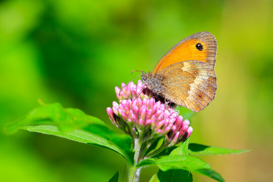 Gatekeeper butterfly, Pyronia tithonus, resting