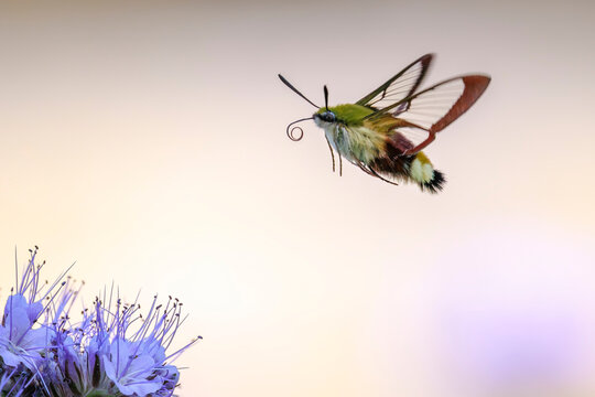 Broad-bordered bee hawk-moth Hemaris fuciformis, feeding on purple flowers