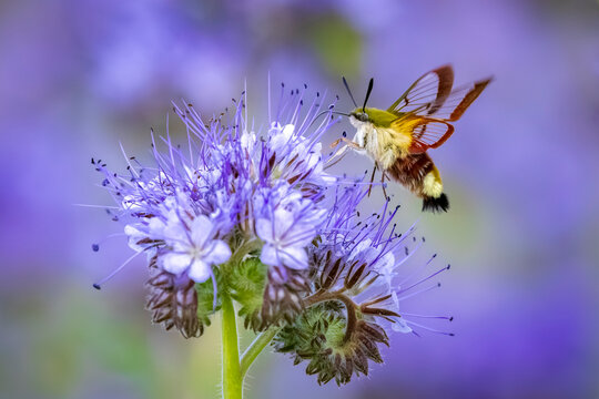 Broad-bordered bee hawk-moth Hemaris fuciformis, feeding on purple flowers
