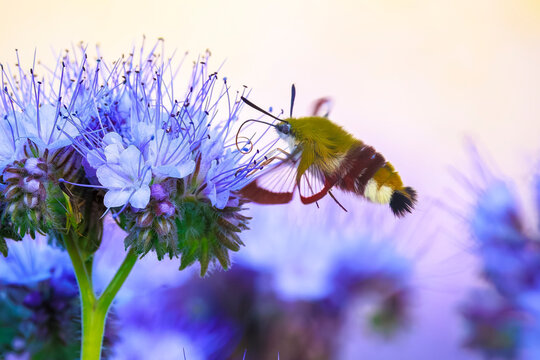Broad-bordered bee hawk-moth Hemaris fuciformis, feeding on purple flowers