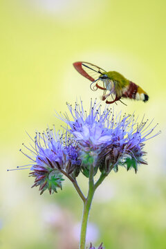 Broad-bordered bee hawk-moth Hemaris fuciformis, feeding on purple flowers
