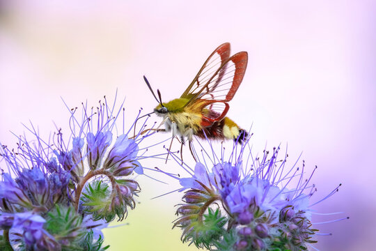 Broad-bordered bee hawk-moth Hemaris fuciformis, feeding on purple flowers