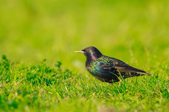 Male common starling bird Sturnus vulgaris with beautiful plumage