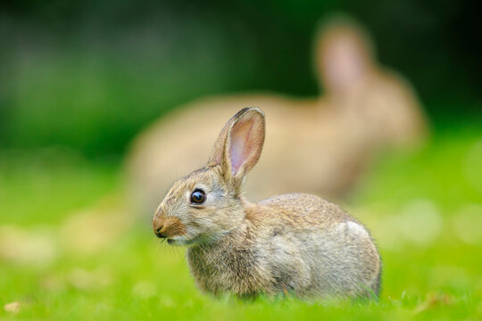 European Rabbit, Oryctolagus cuniculus, foraging in grass