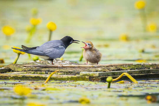 Black tern, Chlidonias niger, feeding chick