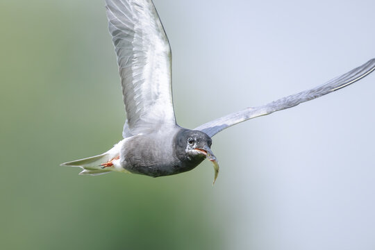 Black tern, Chlidonias niger, in flight hunting