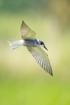 Black tern, Chlidonias niger, in flight hunting