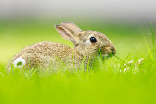 Rabbit on grassland