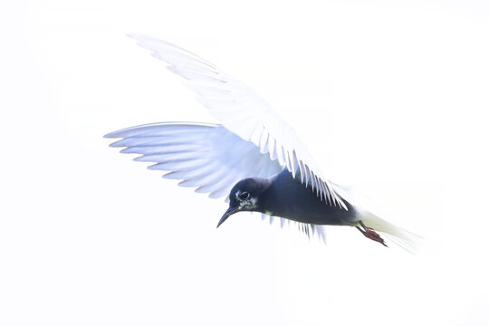 Black tern, Chlidonias niger, in flight hunting high key photo technique used