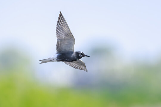 Black tern, Chlidonias niger, in flight hunting