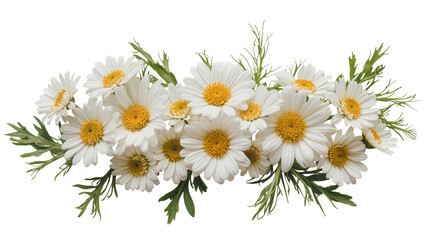 Obraz premium Isolated beautiful fresh vibrant white daisy flowers horizontal border arrangement natural blooms