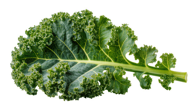 Isolated fresh green curly kale leaf, rich in nutrients, healthy superfood ingredient