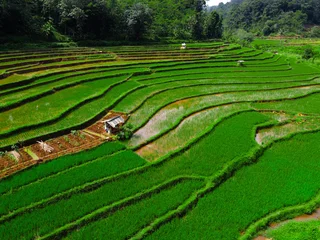 Fototapete Grün AI Summary Rice fields have a vital multi-function role for the community. Besides being a primary source of food (such as rice), they also serve as a source of employment, support for the rural econo  © iisalimatun