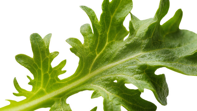 Isolated fresh vibrant green leaf, possibly arugula, with deeply cut lobes and visible venation