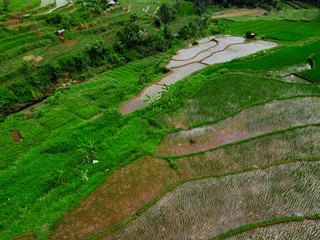 Fotobehang Groen AI Summary Rice fields have a vital multi-function role for the community. Besides being a primary source of food (such as rice), they also serve as a source of employment, support for the rural econo  © iisalimatun