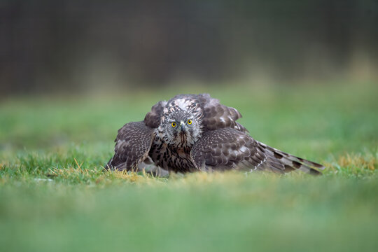 Northern Goshawk crouching on meadow and staring directly at camera