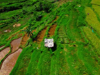 Fotobehang Groen Planting corn offers promising financial benefits with a potential net profit of around IDR 5 million to IDR 13.5 million per hectare each time it is harvested.  © iisalimatun