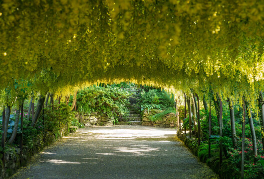 Golden yellow blossoms cascade from the historic Laburnum Arch in Conwy, North Wales in mid-May
