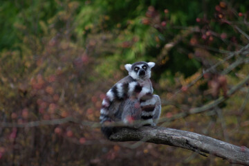ring tailed lemur looking from the trees - Lemur Catta is an endangered species that comes from the island of Madagascar © Polartundra Photos