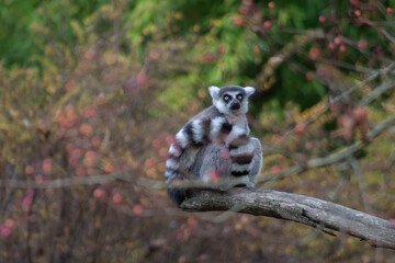 ring tailed lemur wrapping it's tail in a circle - Lemur Catta is an endangered species that comes from the island of Madagascar © Polartundra Photos