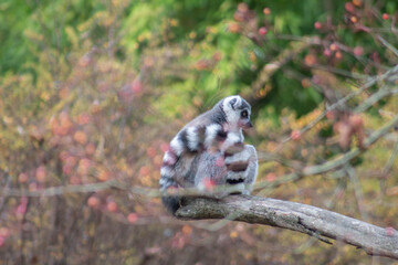 ring tailed lemur making a circle with its tail - Lemur Catta is an endangered species that comes from the island of Madagascar © Polartundra Photos