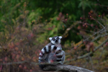 a curuios ring tailed lemur - Lemur Catta is an endangered species that comes from the island of Madagascar © Polartundra Photos