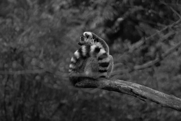 ring tailed lemur - Lemur Catta is an endangered species that comes from the island of Madagascar © Polartundra Photos
