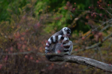 ring tailed lemur - Lemur Catta is an endangered species that comes from the island of Madagascar © Polartundra Photos