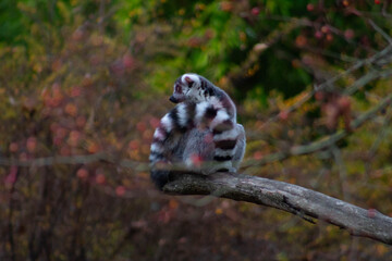ring tailed lemur in the trees - Lemur Catta is an endangered species that comes from the island of Madagascar © Polartundra Photos