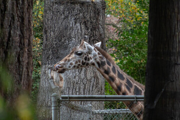 giraffe by a tree © Polartundra Photos