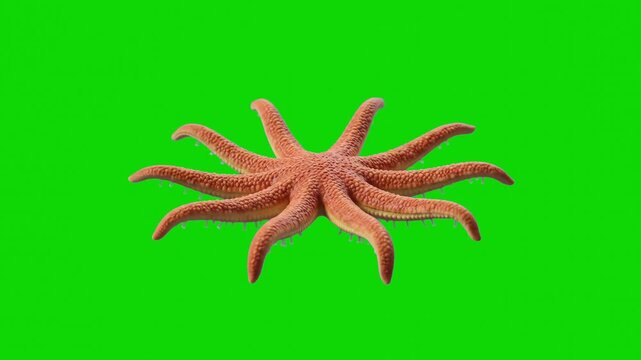 A 3D model animation of a multi-armed starfish (sun star / sea star) moving gracefully in profile view, isolated on a solid chroma key green screen background. Perfect for marine biology, oceanography