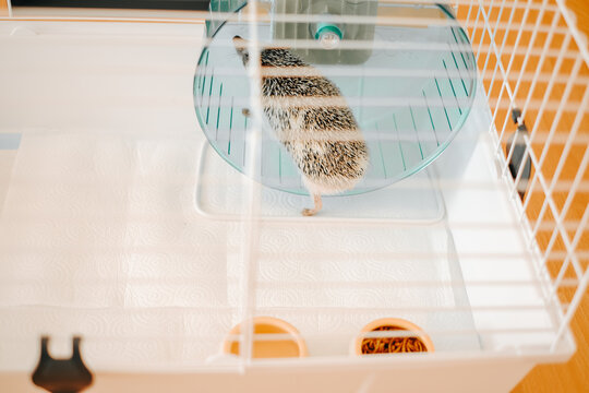 Hedgehog Running on Wheel Inside Cage.A pet African pygmy hedgehog runs in a wheel inside a white cage.Pet Hedgehog Health