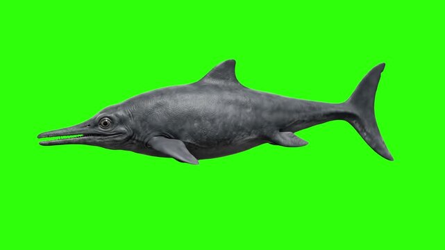 Detailed 3D model of a prehistoric Ichthyosaurus marine reptile swimming smoothly, isolated on a bright green screen chroma key background. Ideal for paleontology documentaries, dinosaur videos, under