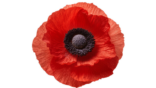 Isolated vibrant red poppy flower with delicate petals and detailed texture, elegant floral design