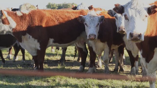 Curious polled hereford cows looking at camera