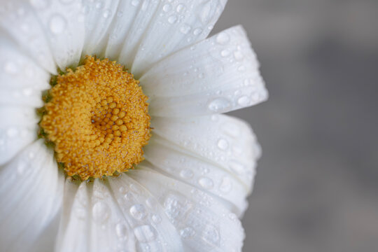 Extreme Macro of White Daisy Petals with Water Droplets