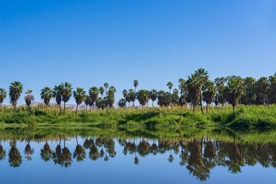palm trees line lush banks of lagoon in san jose del cabo estuary of baja california mexico