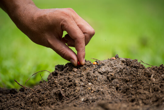 Sustainable Green Business responsibility. Farmer hands holding growth small tree life beginnings. Hand holding sapling tree seedling sustainable green environment social governance ESG concepts.